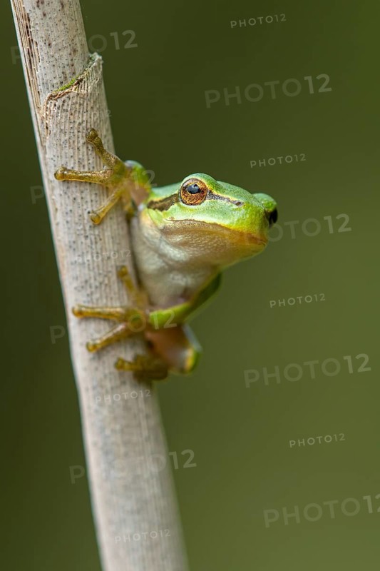 European tree frog (Hyla arborea), Zandvort, Netherlands