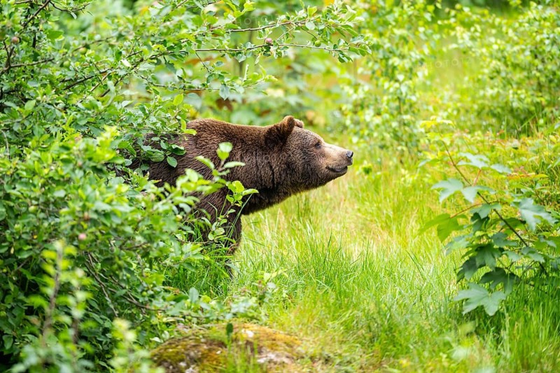 Eurasian brown bear (Ursus arctos arctos) standing between bushes, Bavarian Forest, Bavaria, Germany