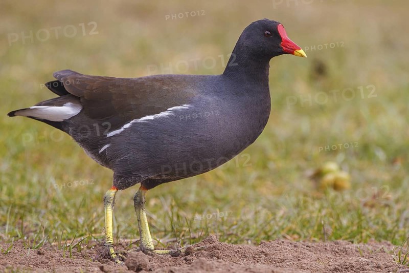 Common Moorhen (Gallinula chloropus) foraging, North Rhine-Westphalia, Germany
