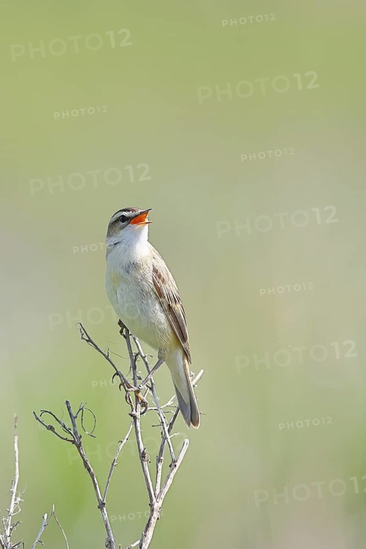 Reed Warbler (Acrocephalus schoenobaenus) singing in a shrub, Wildlife, Lembruch, Ochsen Moor, Dümmer nature park Park, Lower Saxony, Germany