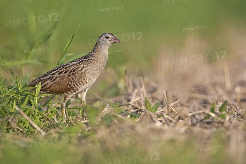 Corn Crake (Crex crex), Saxony-Anhalt, Germany