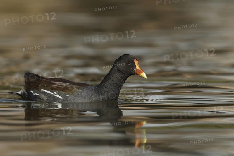 Common Gallinule (Gallinula galeata), California, USA