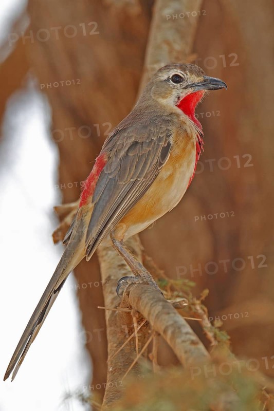 Rosy-patched Bushshrike (Telophorus cruentus), Tsavo West National Park, Kenya