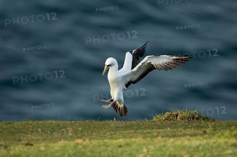 Masked Booby (Sula dactylatra tasmani) approaching, Norfolk Island