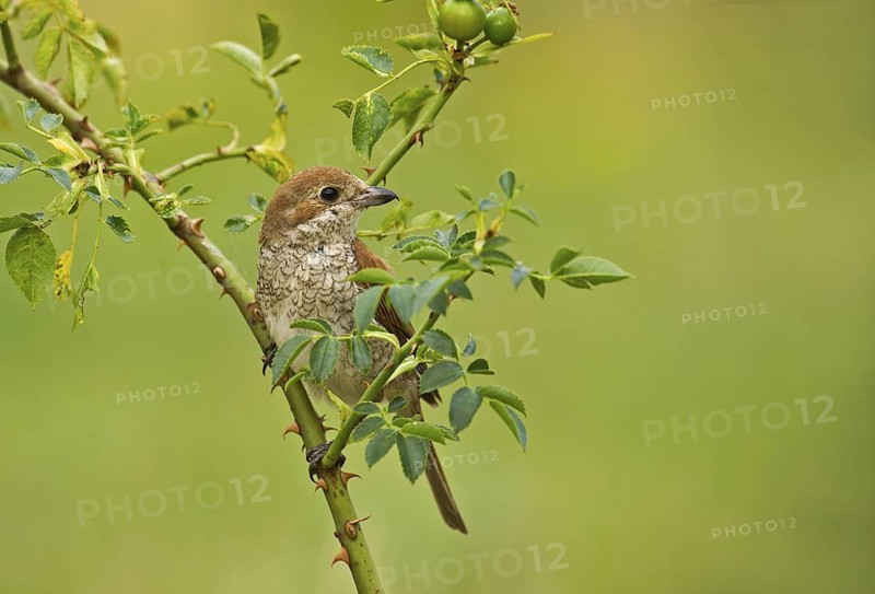Red-backed Shrike (Lanius collurio) female perched on rose hip, Aosta Valley, Italy