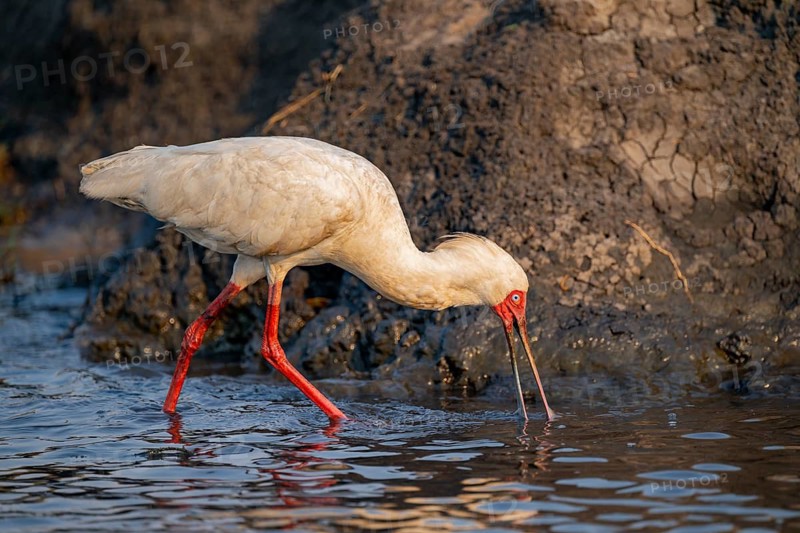 Red-faced spoonbill (Platalea alba) foraging, Ihaha, Chobe National Park, Botswana