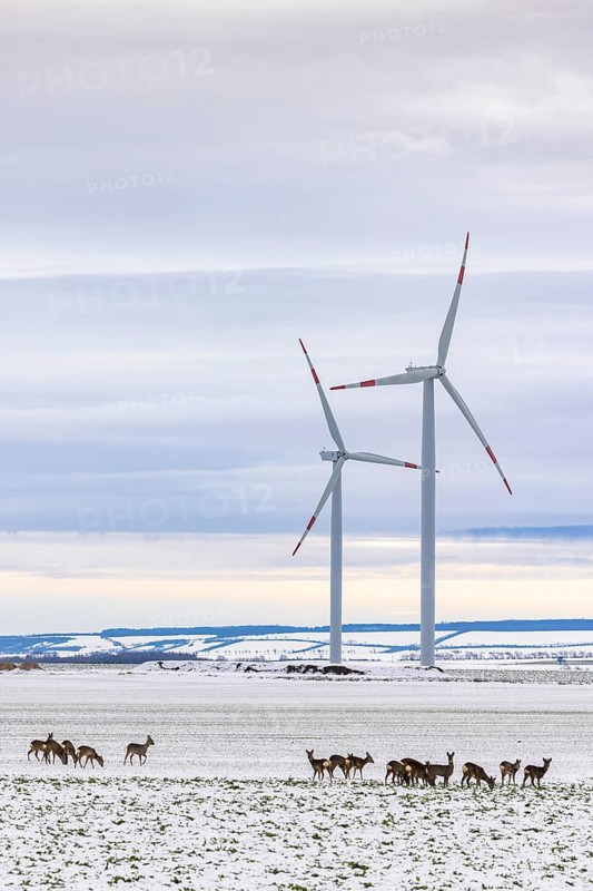 Wind farm and a jump of deer in snowy landscape, Söllingen, Lower Saxony, Germany