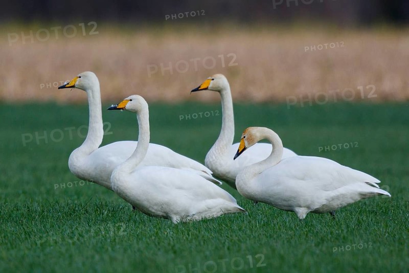 Whooper Swan (Cygnus cygnus) group, North Rhine-Westphalia, Germany