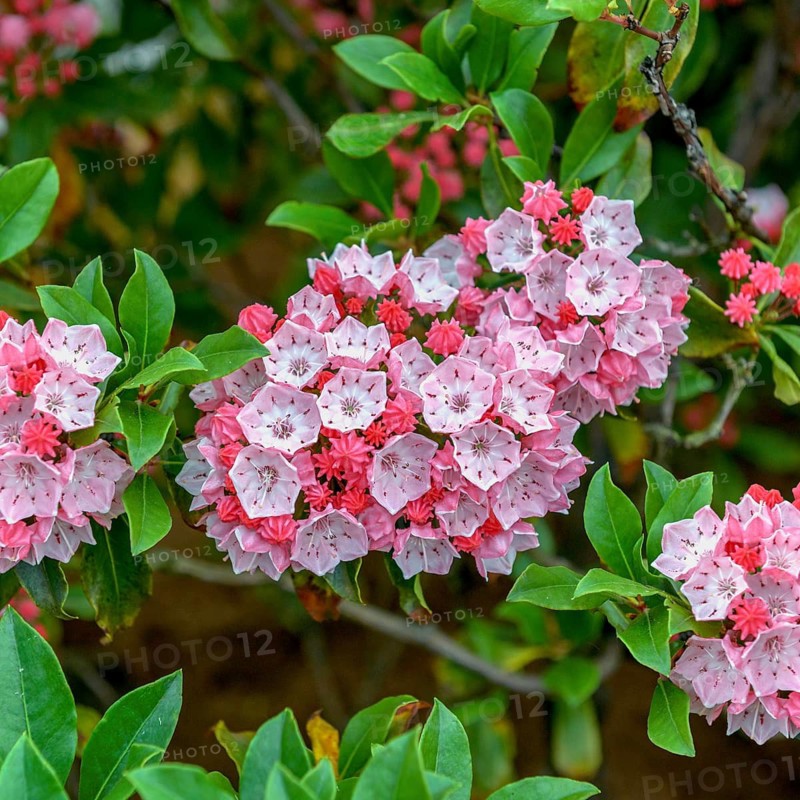 Mountain laurel (Kalmia latifolia 'Olympic Fire'), Rhodo 2014, Germany