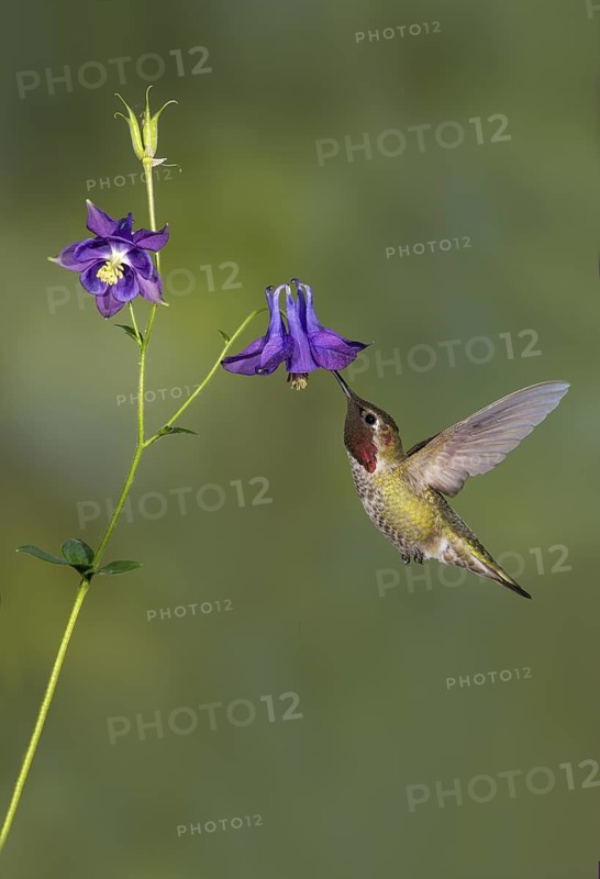 Anna's Hummingbird Male (Calypte anna) - Victoria BC, Canada