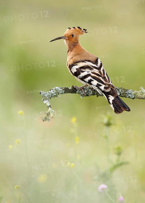 Eurasian Hoopoe (Upupa epops) male perched on a branch, Castile, Spain