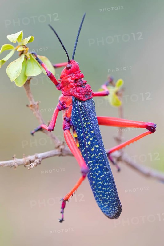 Grasshopper, insect, (Phymateus morbillosus), Africa, South Africa, family of cone-headed grasshoppers, cone-headed grasshopper, West Coast National Park, Langebaan, Western Cape