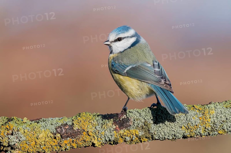 Eurasian Blue Tit (Cyanistes caeruleus) perched on a branch, Lower Saxony, Germany