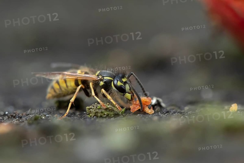 Common wasp (Vespula vulgaris) adult insect feeding on fallen fruit in a garden in summer, England, United Kingdom