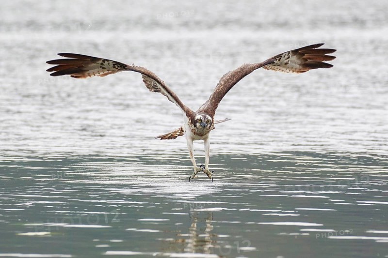 Western Osprey (Pandion haliaetus) flying, Poland