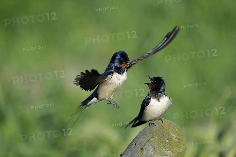 Rauchschwalbe (Hirundo rustica), Swallow, Paar, Weibchen auf Sitzwarte, Maennchen fliegt zur Kopula an, Weibchen wehrt jedoch ab, April, Niederlande