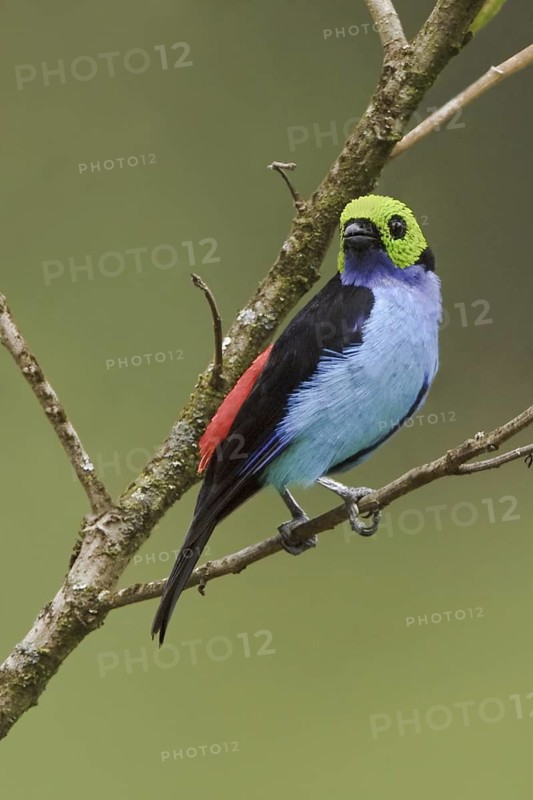 Paradise Tanager (Tangara chilensis), Ecuador
