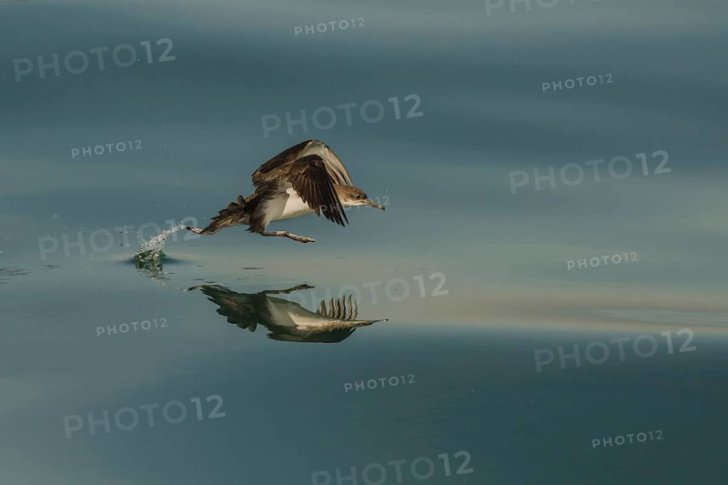 Yelkouan Shearwater (Puffinus yelkouan) flying, Tuscany, Italy