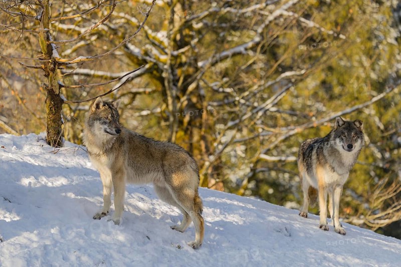 Two grey wolves (Canis lupus lupus) stand on a snow-covered hill near a dead tree on a cold, sunny day. A forest can be seen in the background