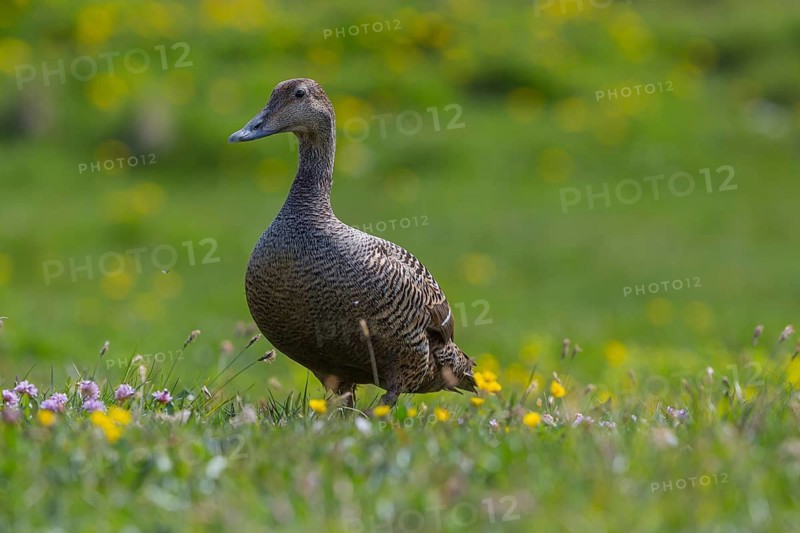 One female common eider, Somateria mollissima, walking over a flowering meadow at the coast of Illugastadir Seal watching point, Iceland