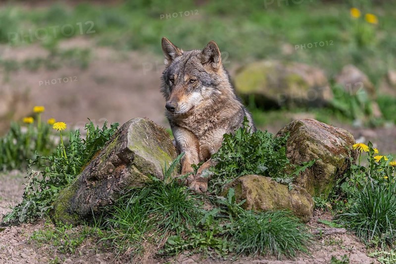 Portrait of one eurasian gray wolf (Canis lupus lupus) resting on a rock with green vegetation and some yellow dandelion