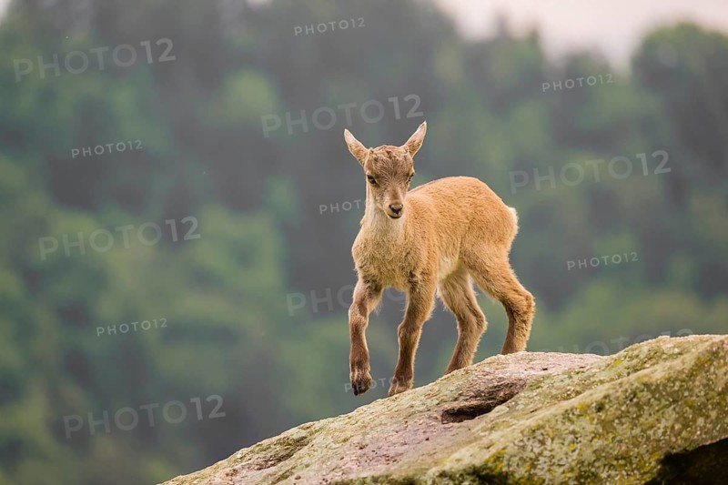 A young ibex (Capra ibex) stands on a rock