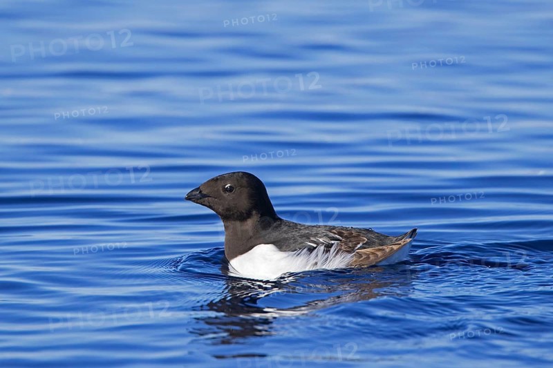 Little auk, dovekie (Alle alle) swimming in the Arctic Ocean, Svalbard, Spitsbergen, Norway