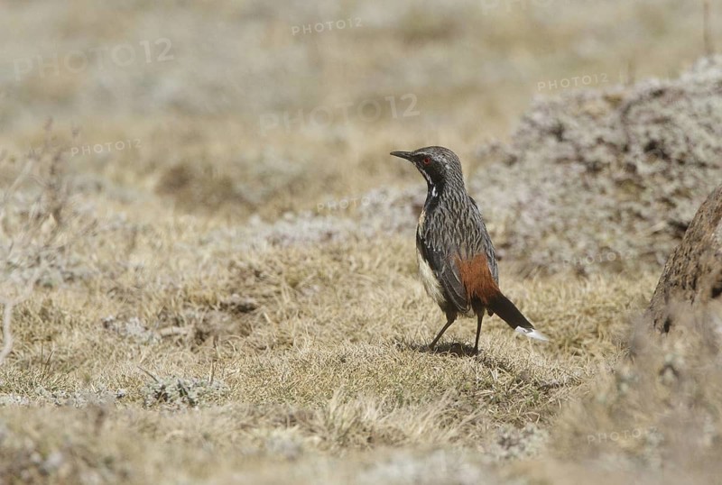 Drakensberg Rockjumper (Chaetops aurantius), Natal, South Africa