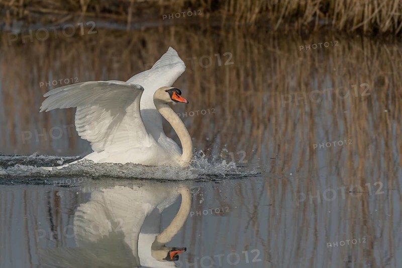 A swan swims in a lake and has spread its wings. The water is calm and the sky is clear. Lower Rhine, Alsace, France