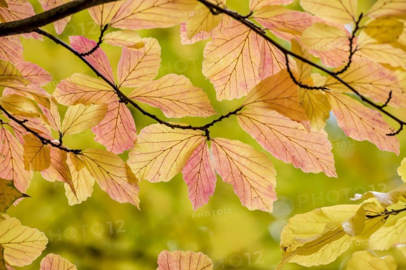 Persian ironwood (Parrotia persica), Treptower Park, Berlin, Berlin, Germany