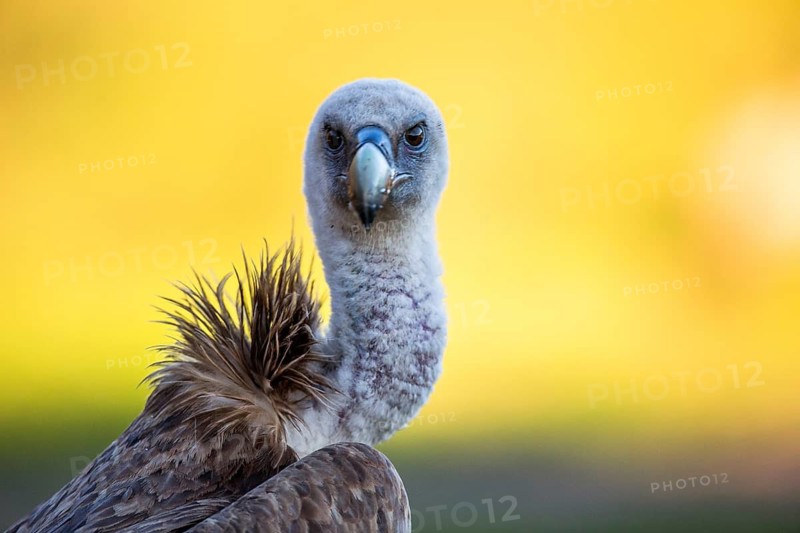 Griffon Vulture (Gyps fulvus), Andalusia, Spain