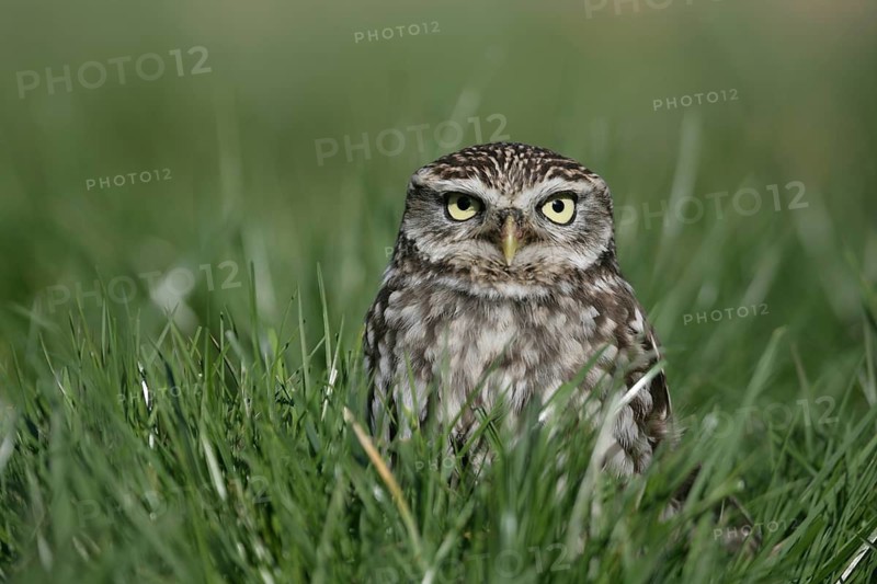 Little owl (Athene noctua) adult bird in grassland, England, United Kingdom