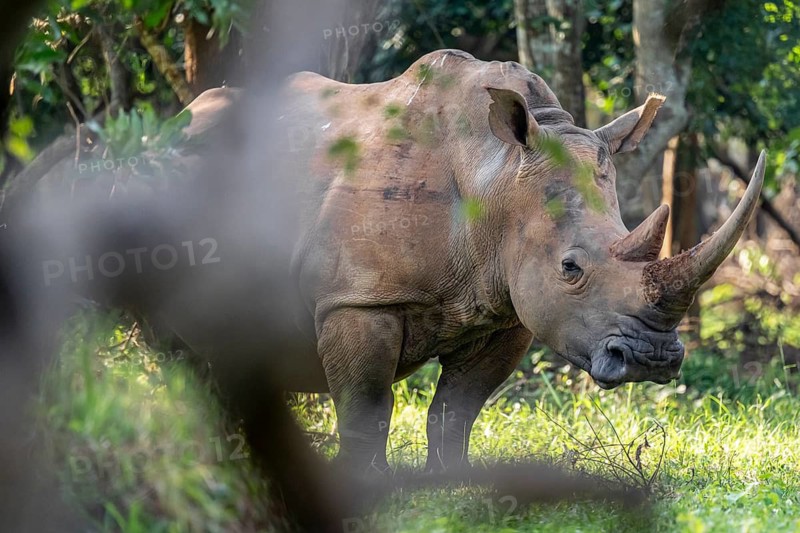 Southern white rhinoceros (Ceratotherium simum simum), Ziwa Rhino Sanctuary, Uganda