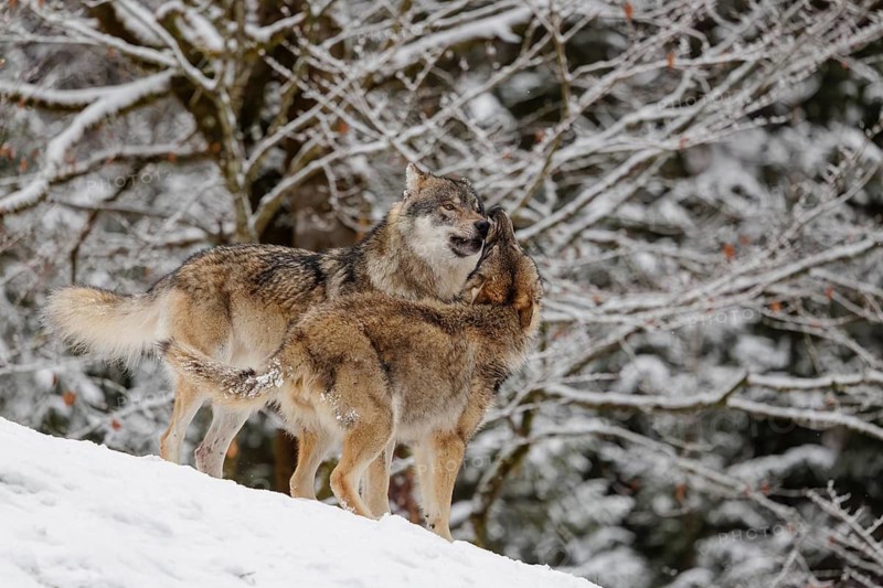 A young grey wolf (Canis lupus lupus) plays with its father on the sloping, snow-covered meadow on a cold, cloudy day