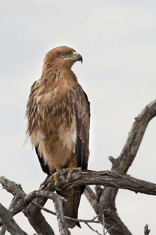 Tawny Eagle (Aquila rapax), Namibia