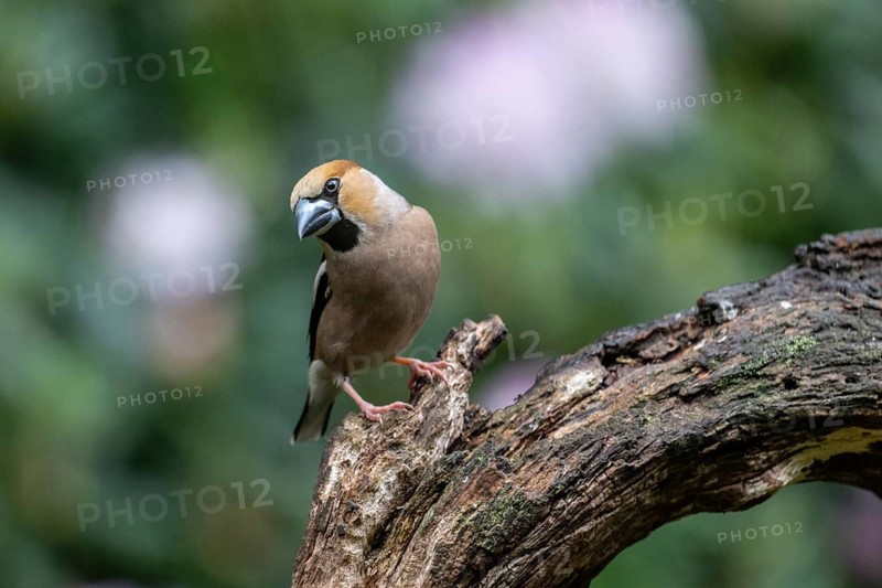 Hawfinch (Coccothraustes coccothrauste, Emsland, Lower Saxony, Germany