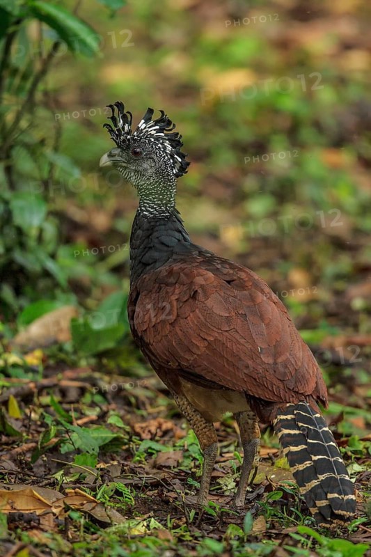 Great Curassow (Crax rubra) perched on the ground in Costa Rica