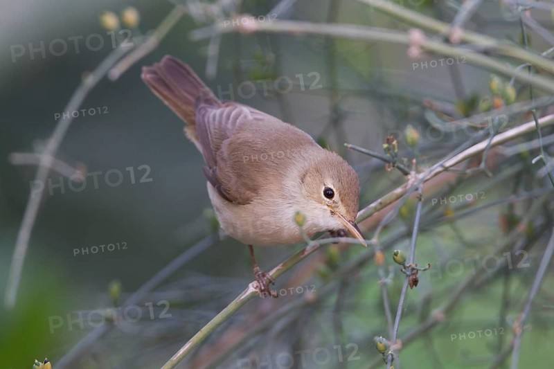 Eastern Olivaceous Warbler - Blassspoetter - Iduna pallida ssp. reiseri, Morocco
