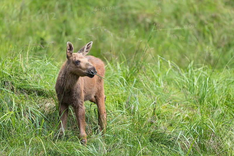 Moose (Alces alces) calf standing on a wet meadow. Green grass around