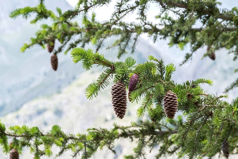 Red spruce (Picea abies), viewing garden, University of Applied Sciences W, Switzerland