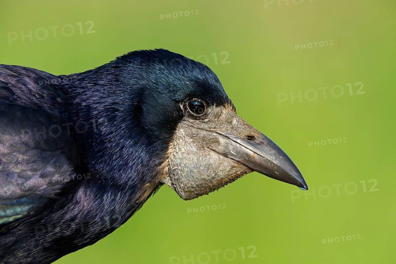 Saatkrähe, Rook, Corvus frugilegus, Corbeau freux, Graja
