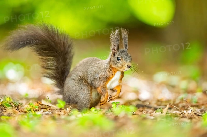Red squirrel (Sciurus vulgaris) in a forest, Bavaria, Gernany