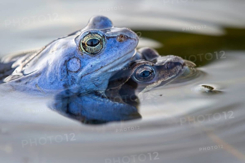 Blue moor frog (Rana arvalis) mating in the moor, Goldenstedter Moor, Lower Saxony, Germany