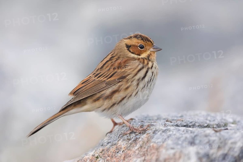 Zwergammer, Emberiza pusilla Little Bunting, Emberiza pusilla