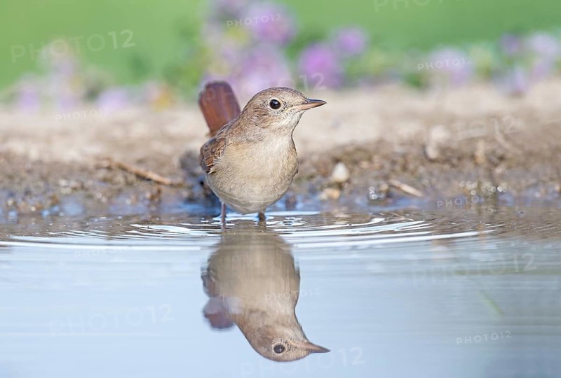 Common Nightingale (Luscinia megarhynchos) standig in water, Aosta Valley, Italy