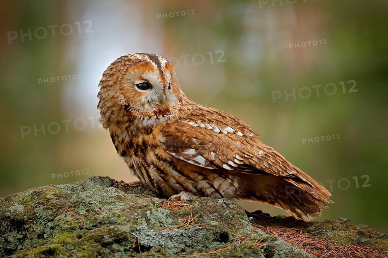 Tawny owl sitting on the stone n forest. Clear green background. Beautiful animal in the nature. Bird in the Sweden forest. Wildlife scene from dark spruce tree