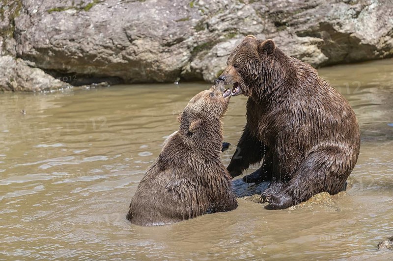 Two adult eurasian brown bears (Ursus arctos arctos), one male and one female, play fighting in a pond in late light