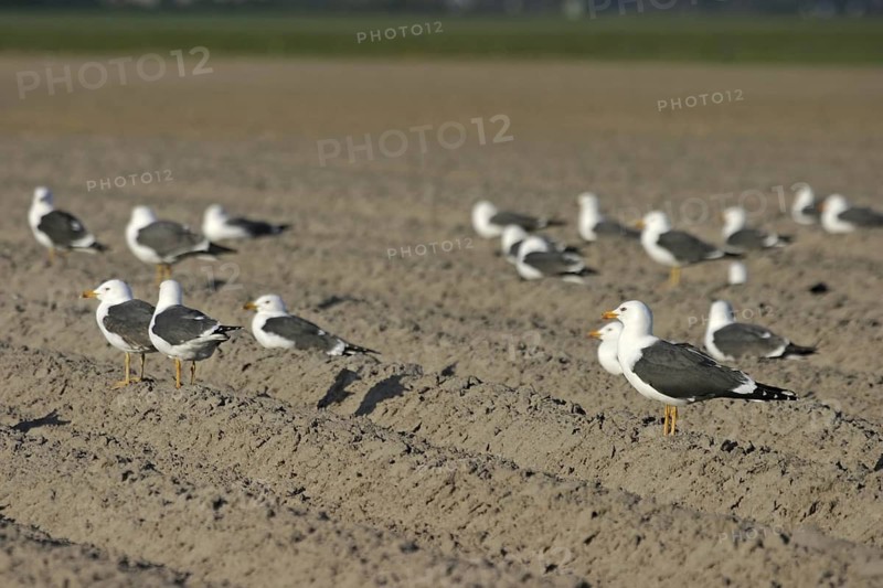 Lesser Black-backed Gull (Larus fuscus), Texel, Netherlands