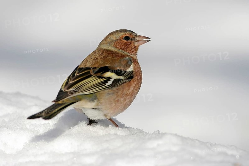 Chaffinch, (Fringilla coelebs), animals, birds, perch, finch family, Battenberg, Lesbos Island, Rhineland-Palatinate, Greece