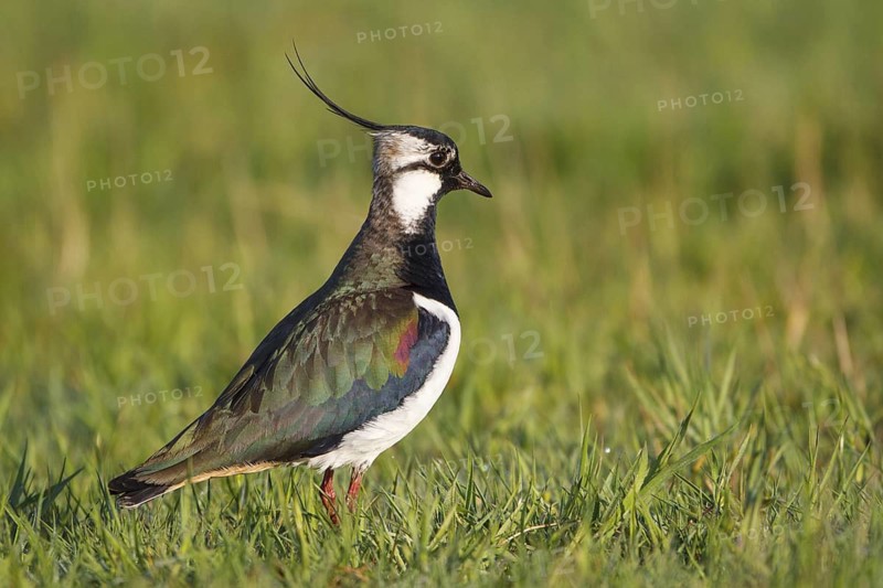 Northern Lapwing (Vanellus vanellus) male, North Rhine-Westphalia, Germany